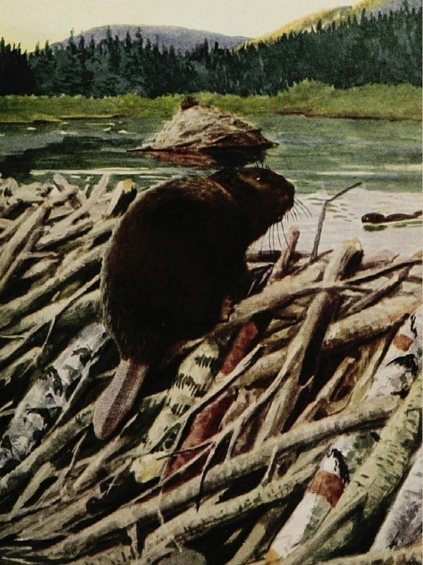 The Burgess Animal Book for Children illustration