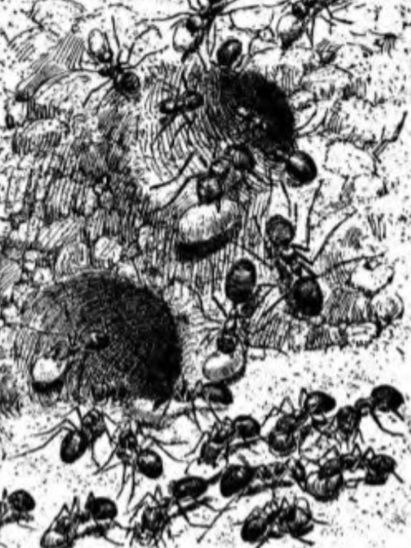 Our Common Friends and Foes illustration