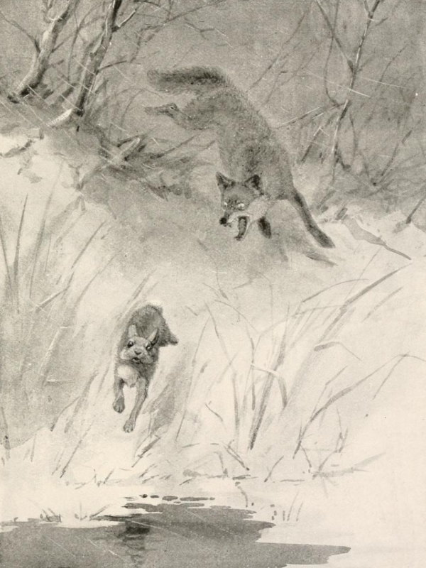 Raggylug - The Story of a Cottontail Rabbit illustration