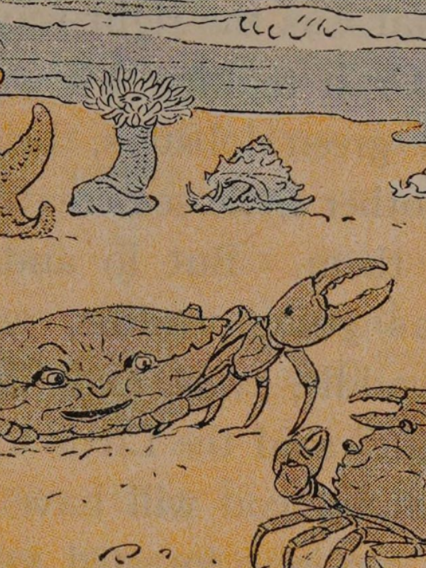The Two Crabs by Aesop illustration